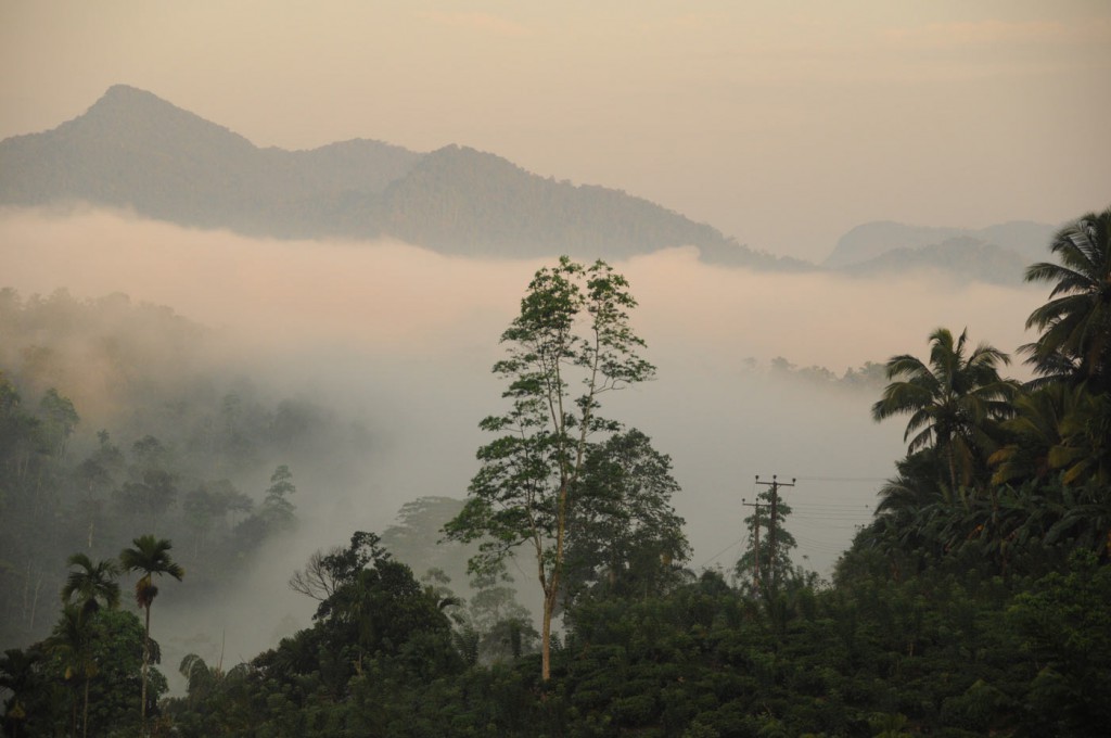 Sinharaja Regenwald Sri Lanka