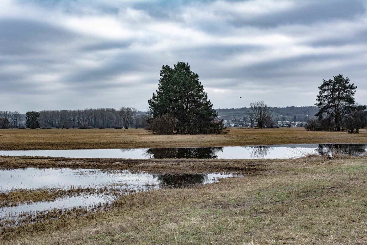 Das Wollmatinger Ried am Bodensee unterwegsreiseblog.de